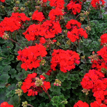 Geraniums